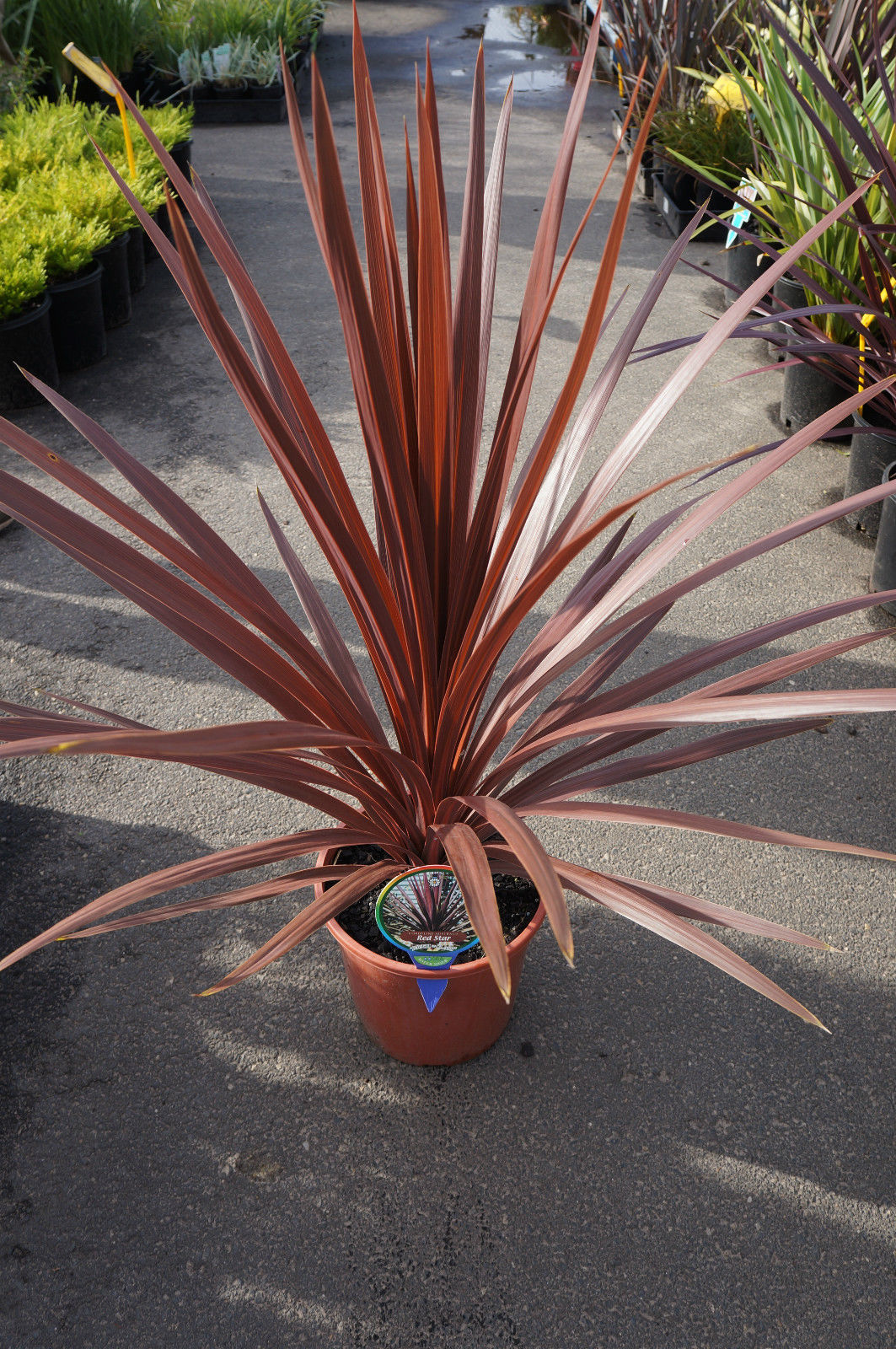 Tropical Red Star Grass 38