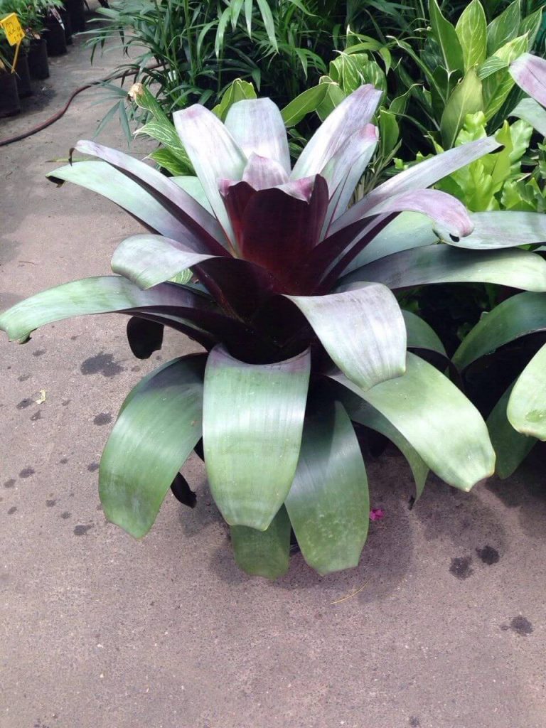 Bromeliad Silver Plum Westlake Nursery