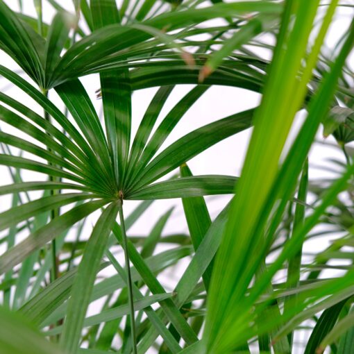 Rhapis Palm (Lady Palm)