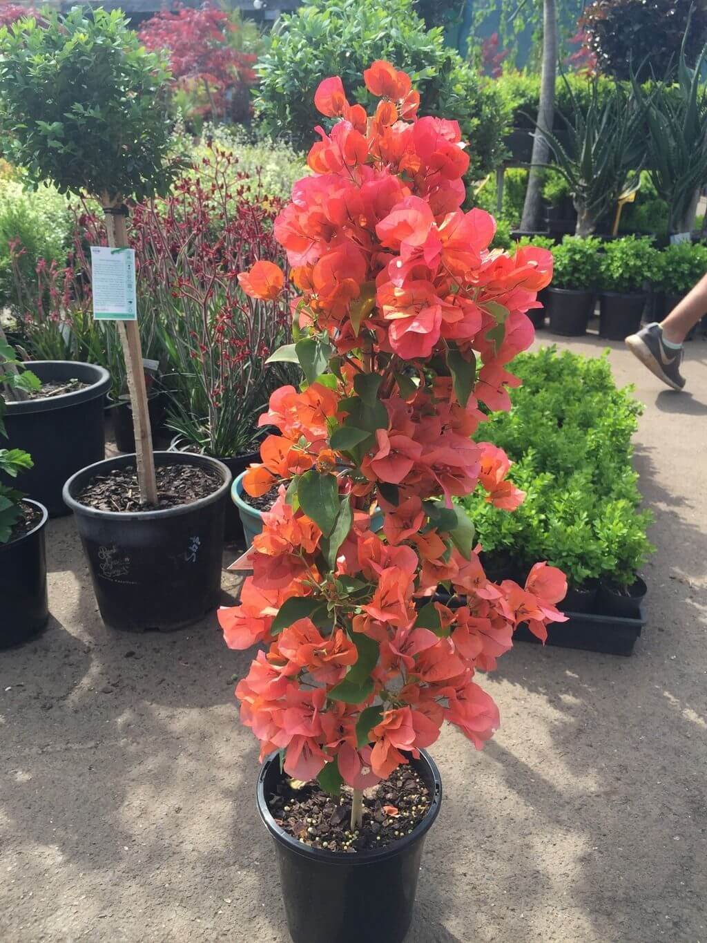 Bougainvilleas (Assorted Colours) Westlake Nursery