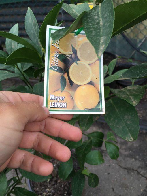 Lemon Tree Meyer