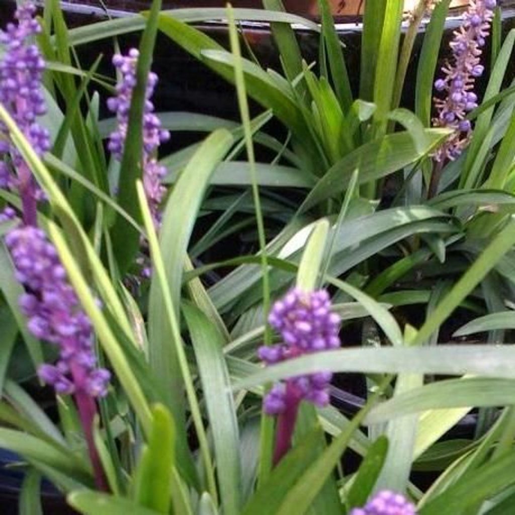 Liriope ‘Evergreen Giant’ - Westlake Nursery