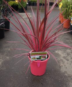 cordyline electric pink