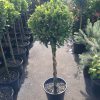 Ficus Emerald 3ft Platted Standard