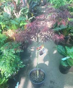 Acer Inaba Shidare Weeping Japanese Maple