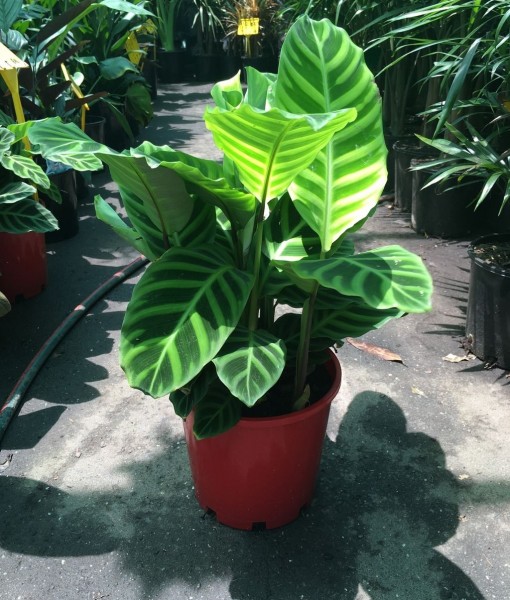 Calathea Zebrine – Zebra Plant  Westlake Nursery