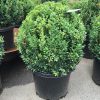 english box round topiary