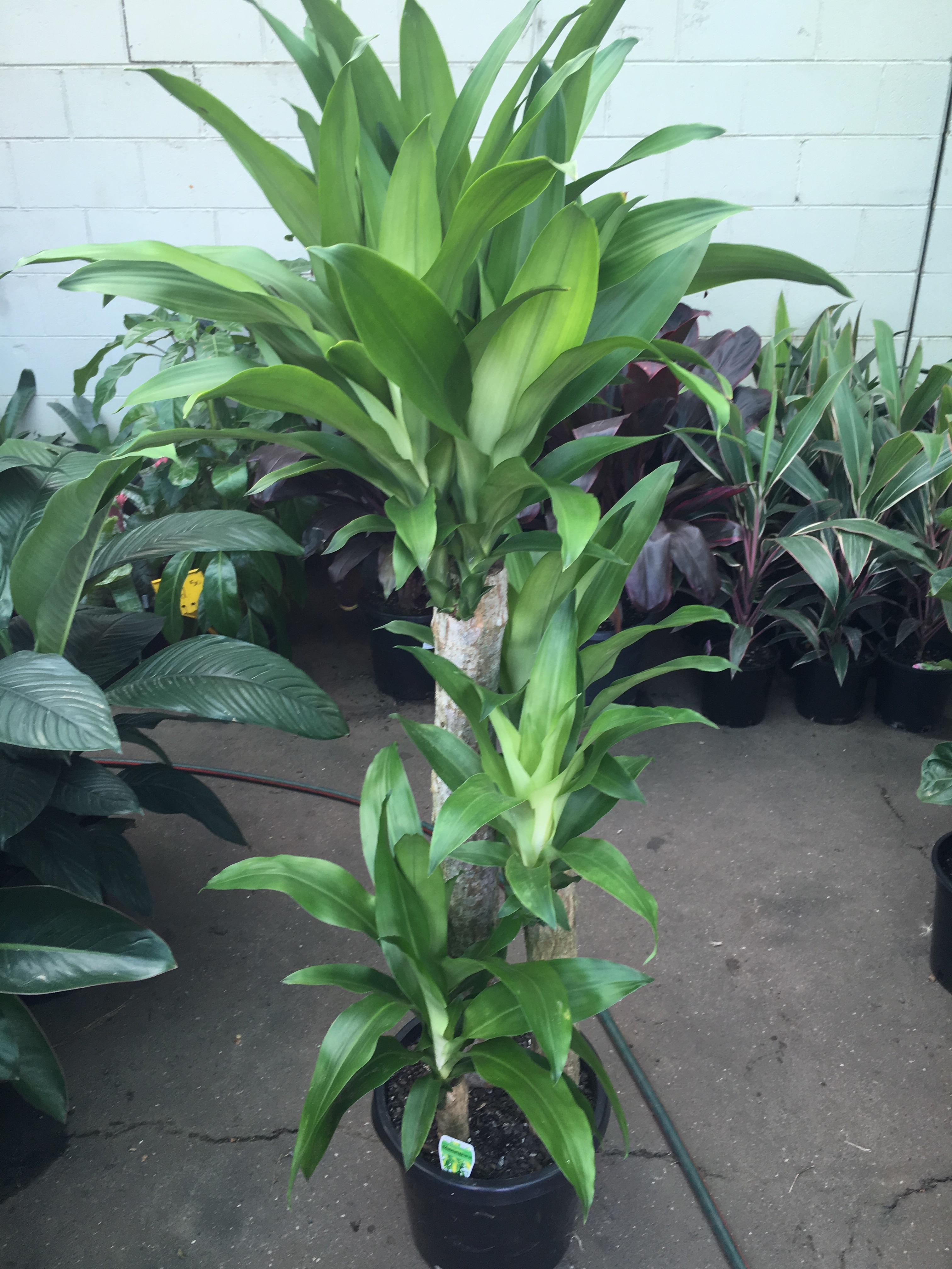 Dracaena fragrans ‘Massangeana’ (Happy Plant Green) | Westlake Nursery