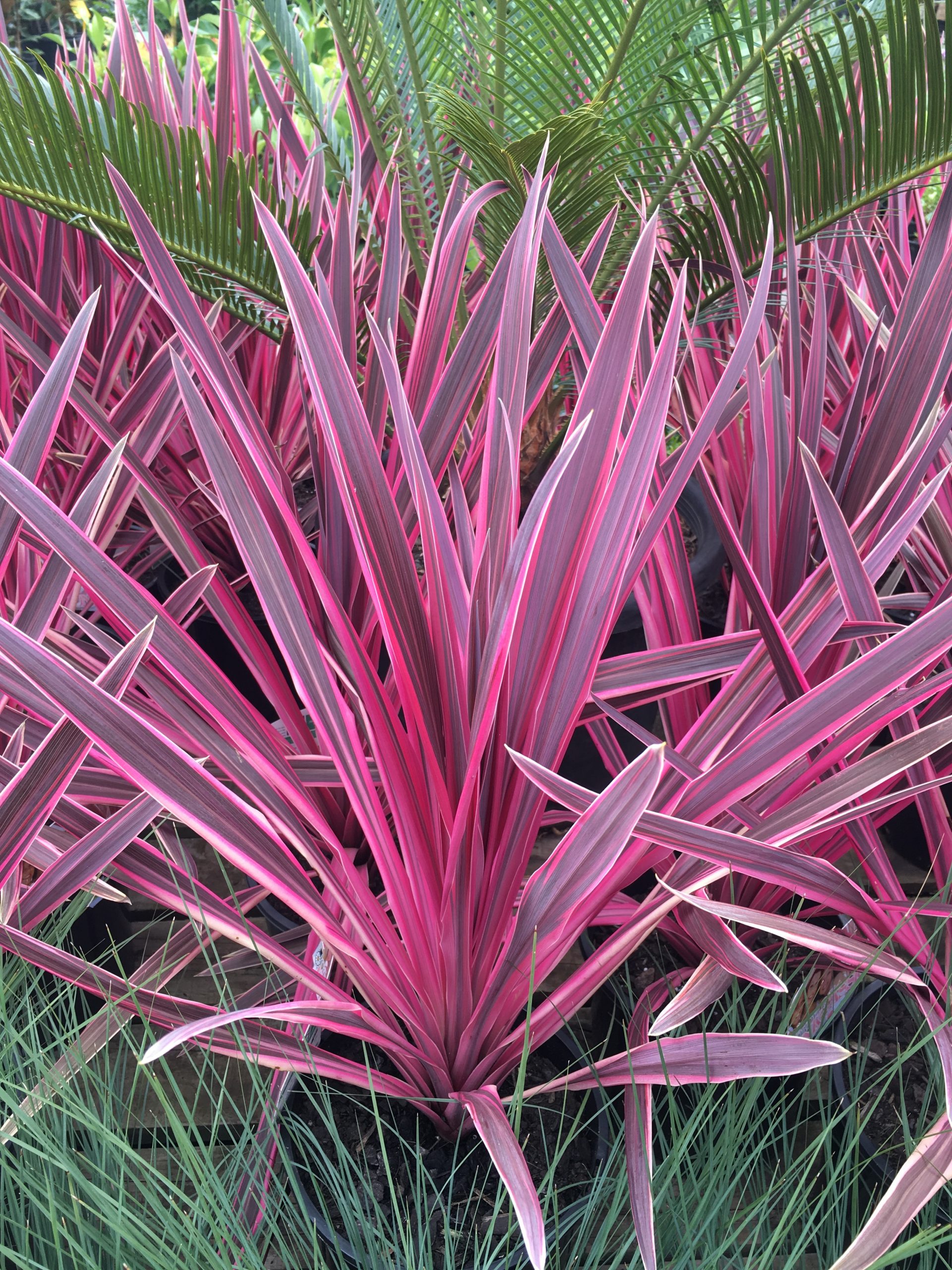 Cordyline banksii