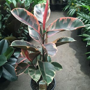 Dracaena fragrans ‘Massangeana’ (Happy Plant) | Westlake Nursery