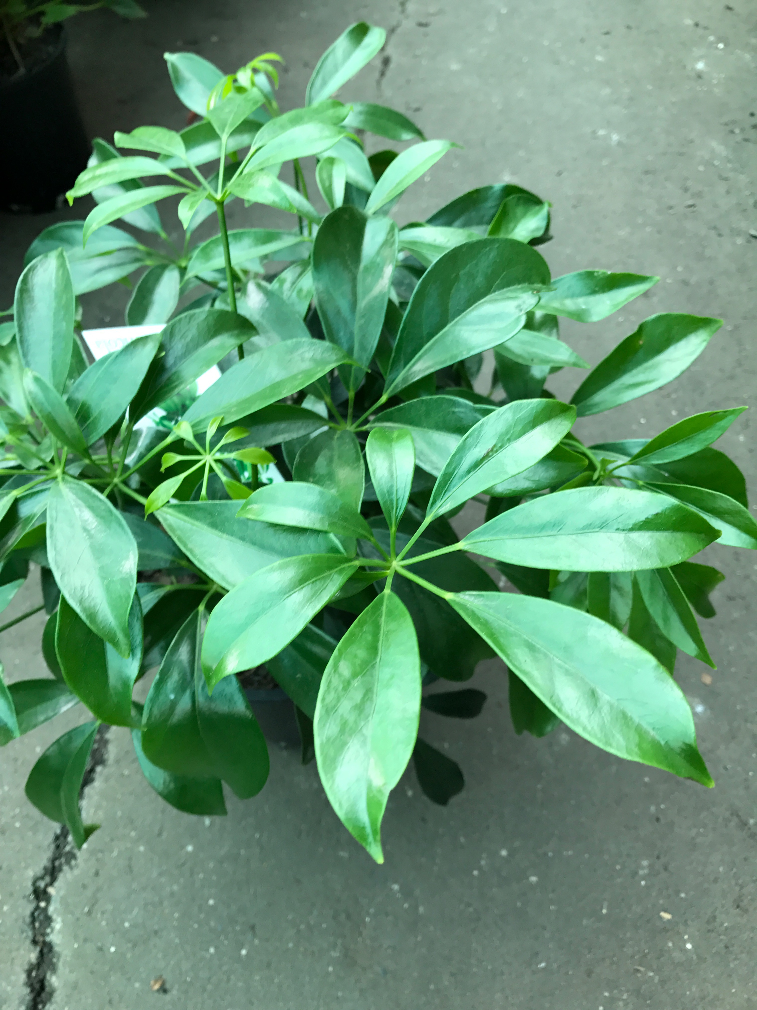 Schefflera Arboricola – Dwarf Umbrella Tree | Westlake Nursery