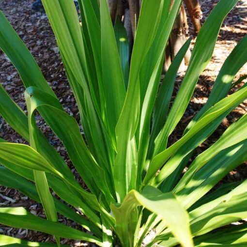 Doryanthes Excelsa Gymea Lilly