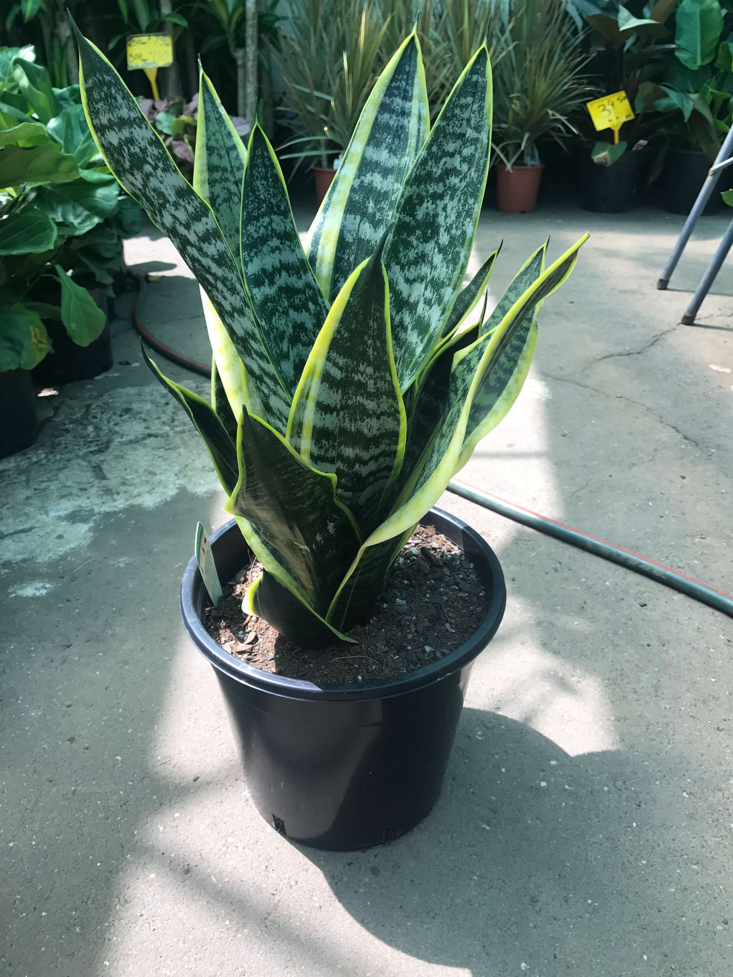 Sansevieria Superba (variegated) | Westlake Nursery