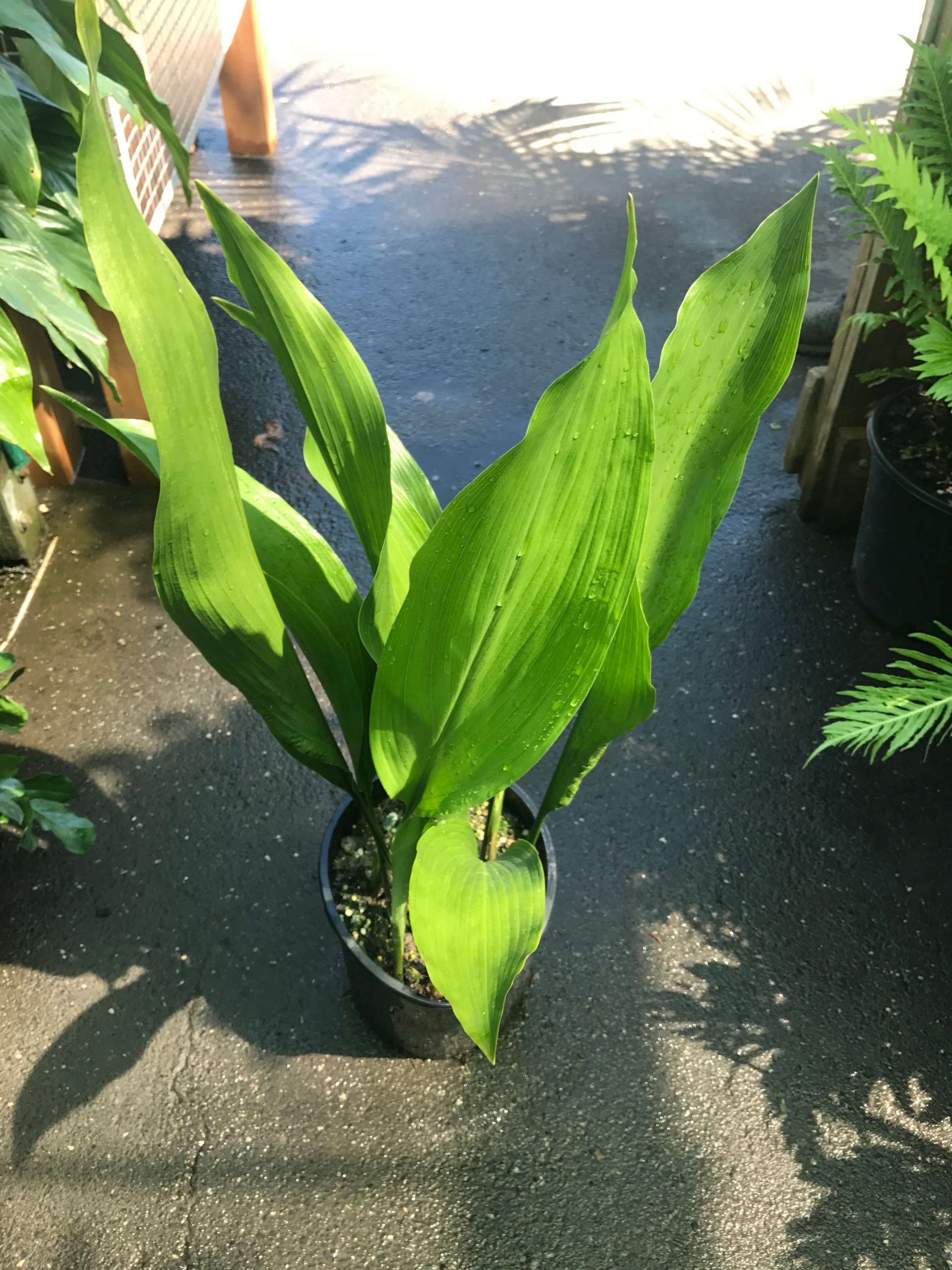 Cast Iron Plant - Westlake Nursery