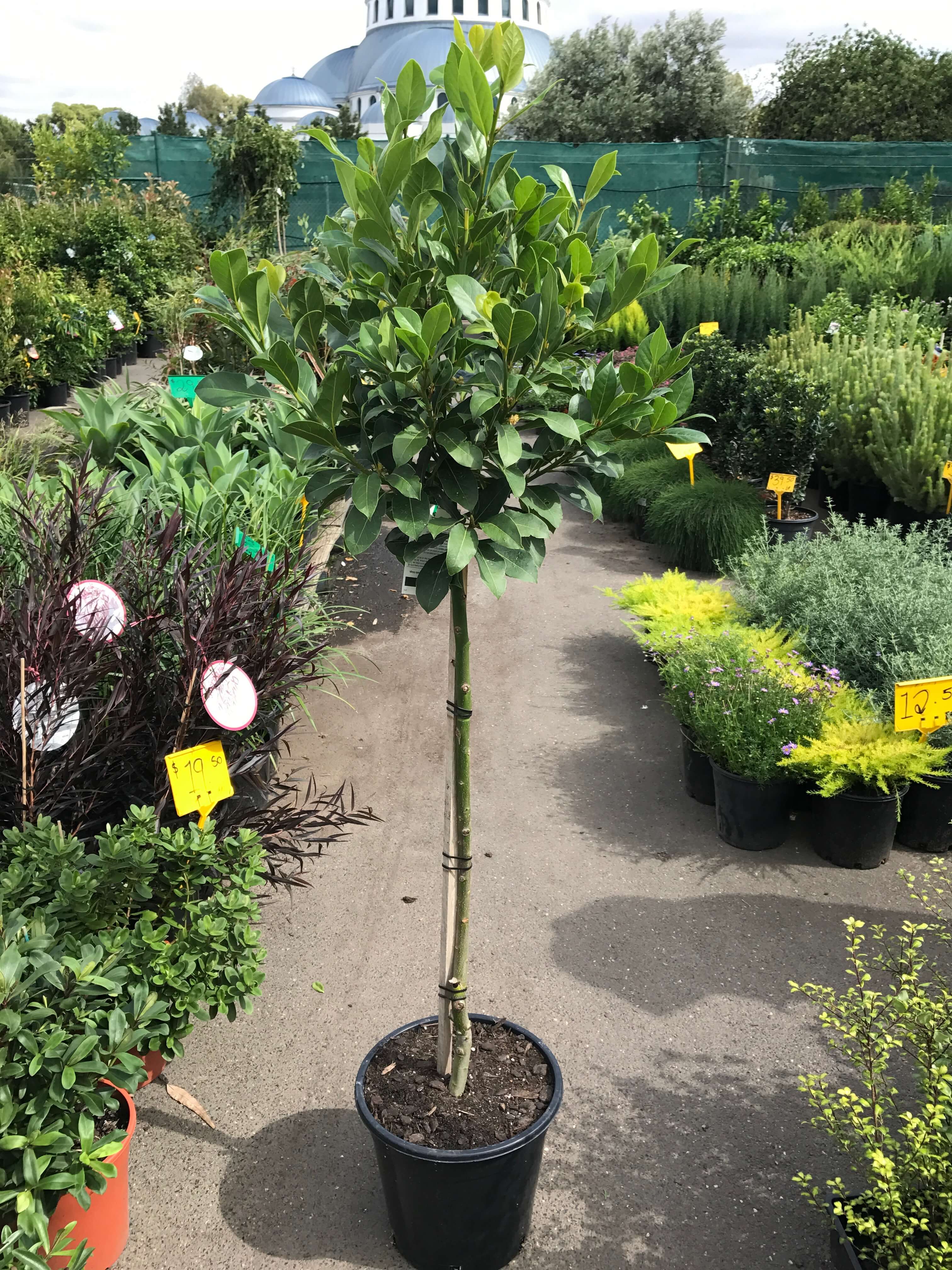 Laurus nobilis ‘Bay Tree’ (Standard) | Westlake Nursery
