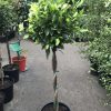 Ficus Emerald (Double Platted)