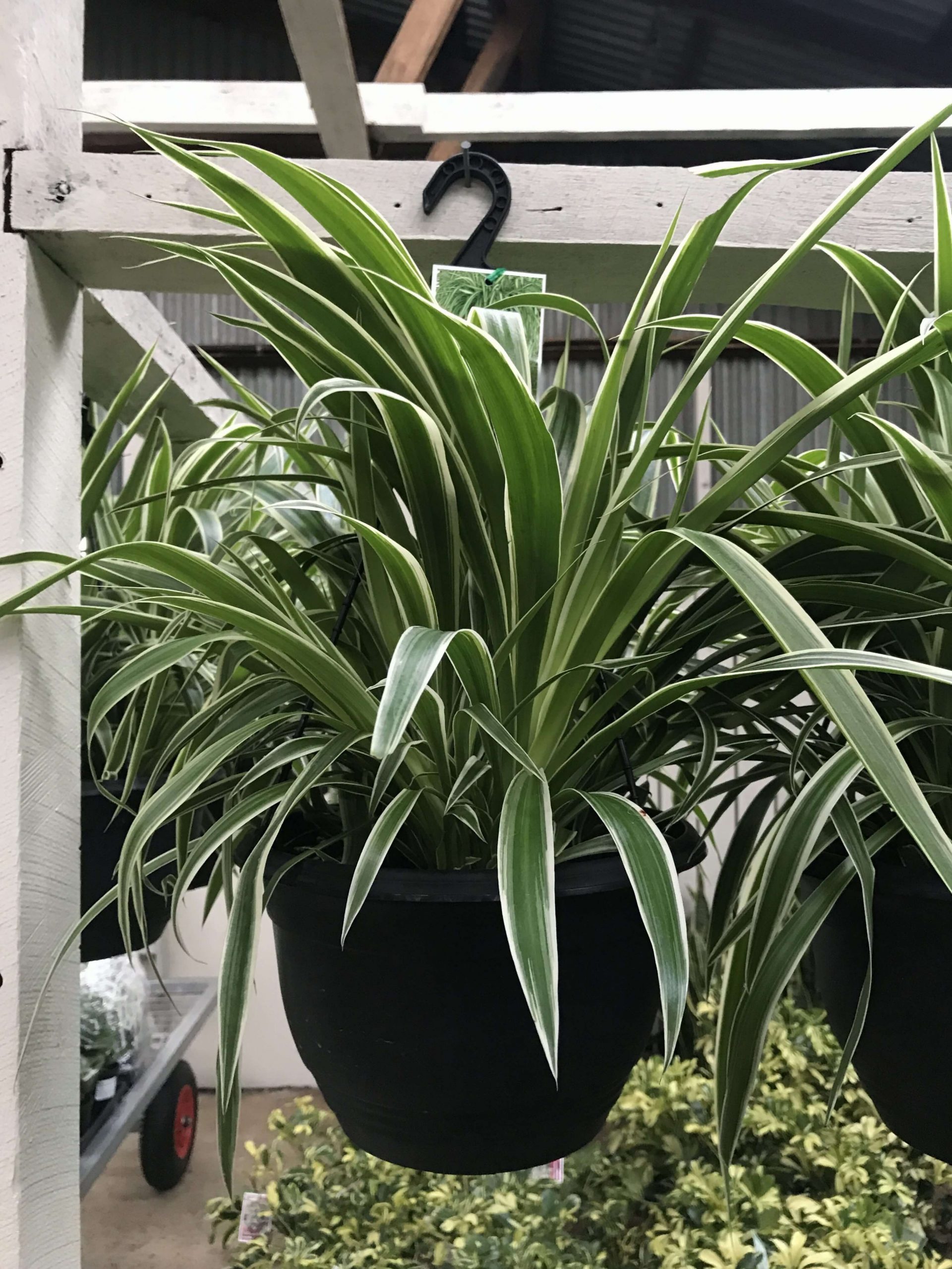 spider chlorophytum ocean plant plants indoor hanging shade