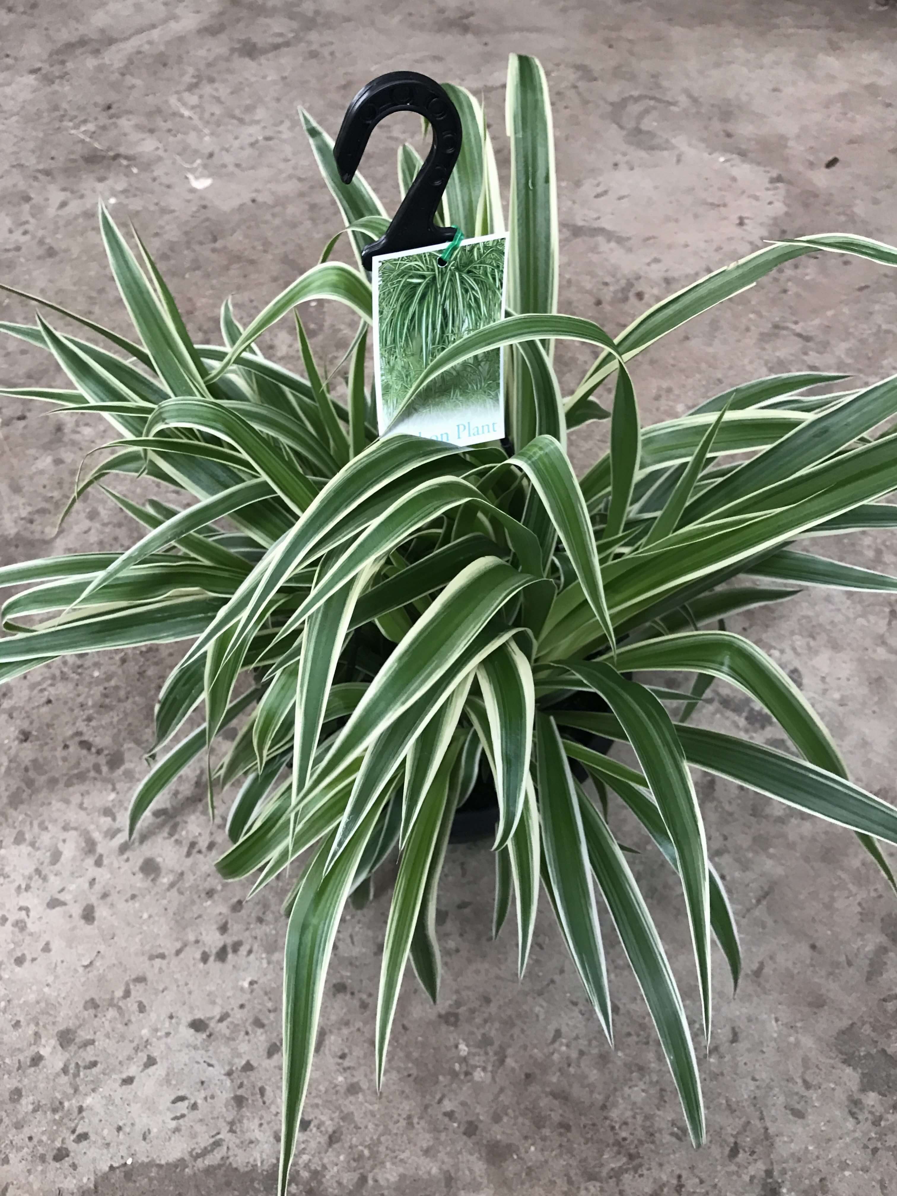 Chlorophytum Ocean (Spider Plant) Westlake Nursery