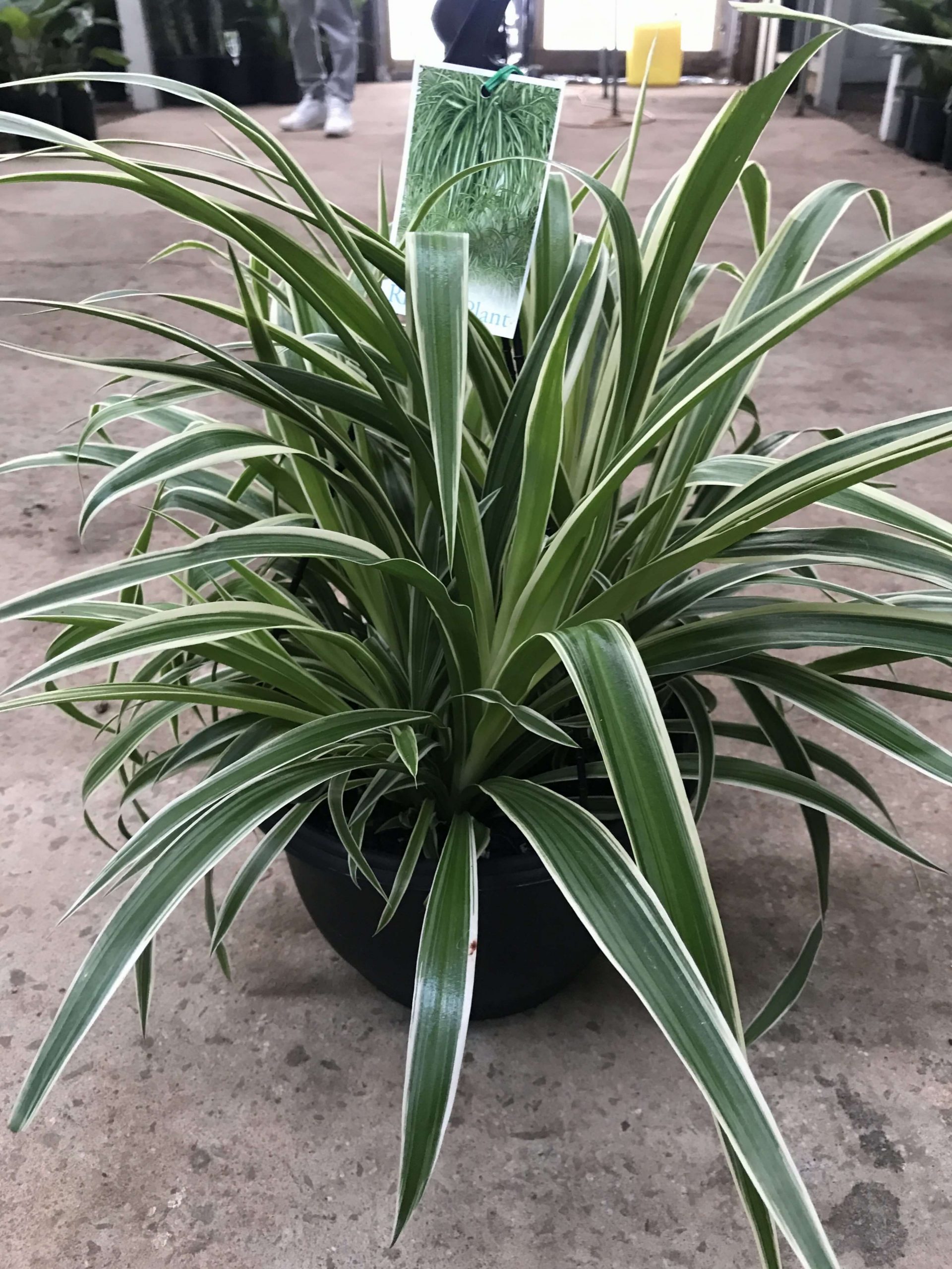 Chlorophytum Ocean (Spider Plant) Westlake Nursery
