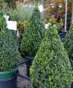 english box cone topiary