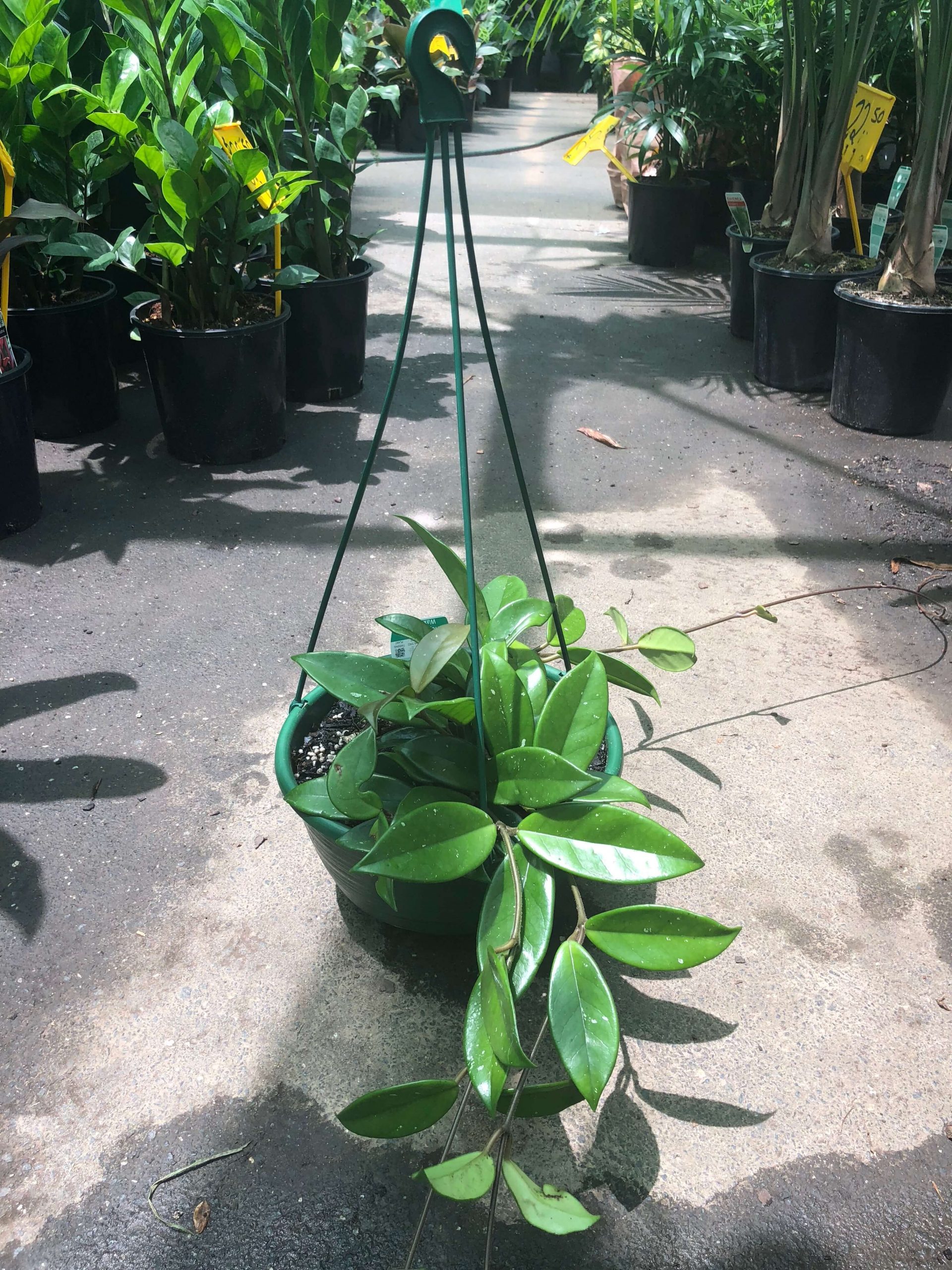 Hoya Carnosa Westlake Nursery