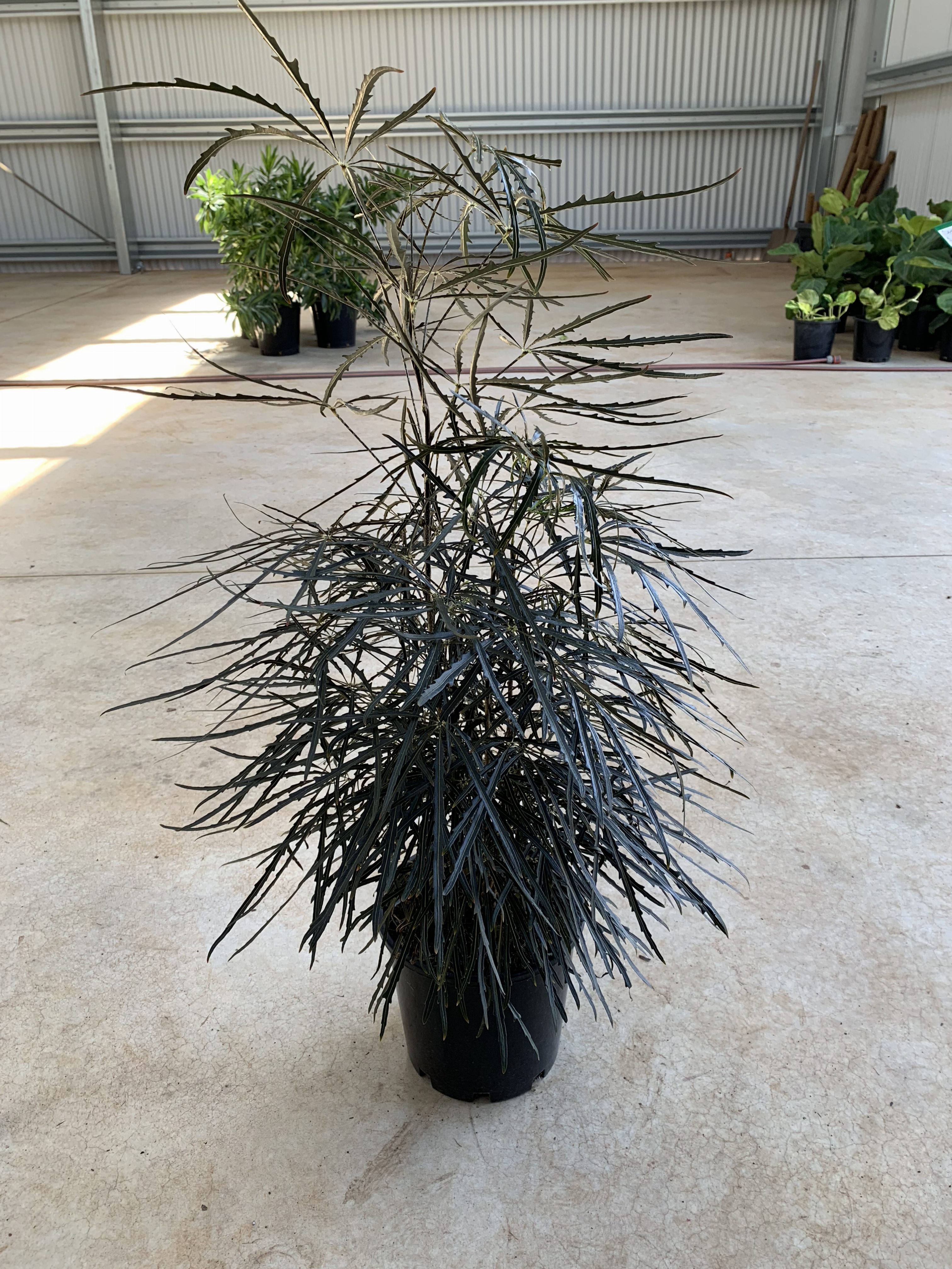 https://westlakenursery.com.au/catalog/indoor-plants/schefflera-elegantissima/