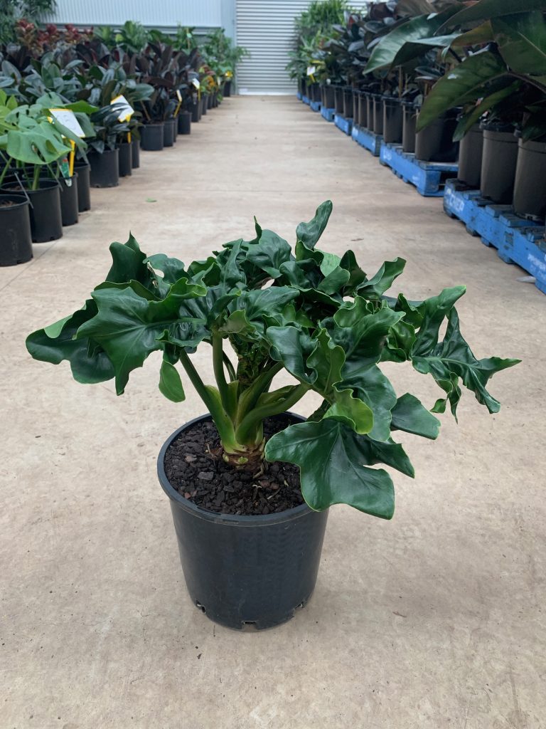 Philodendron Super Atom – Westlake Nursery