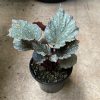 Begonia Rex Shadow King