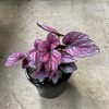 Begonia Rex Kotobuki