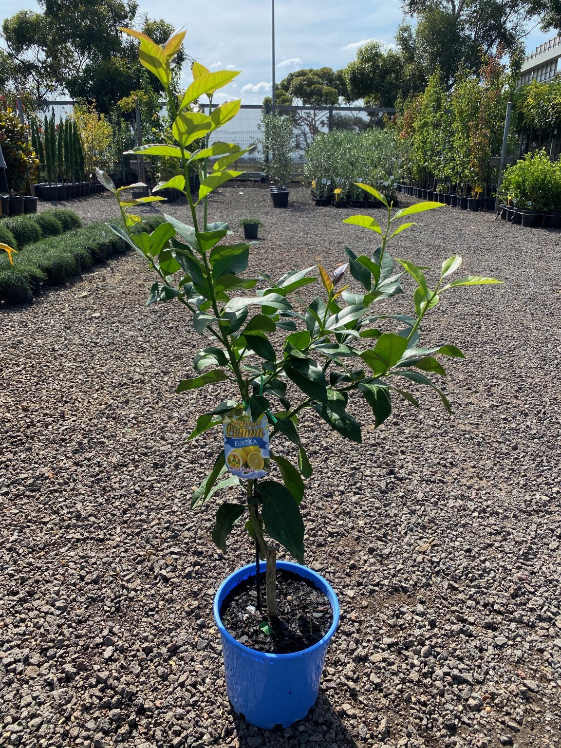 dwarf-citrus-westlake-nursery