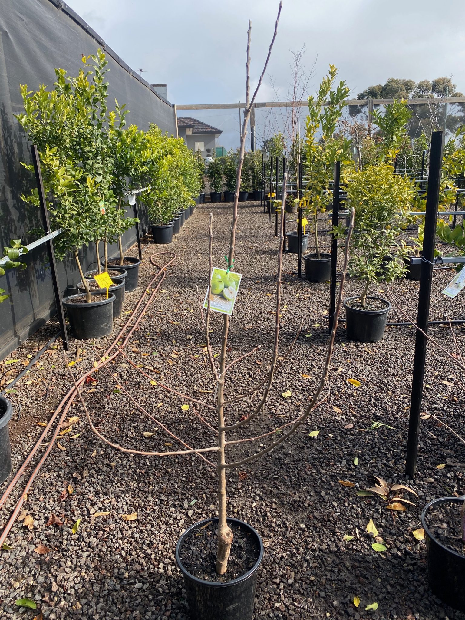 apple-trees-westlake-nursery