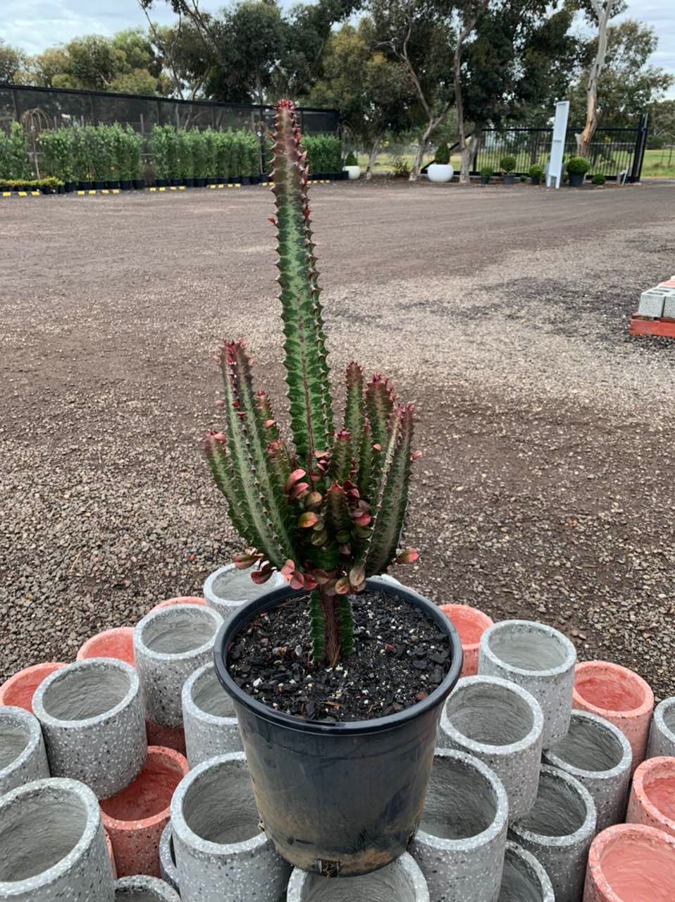 Euphorbia Trigona Westlake Nursery