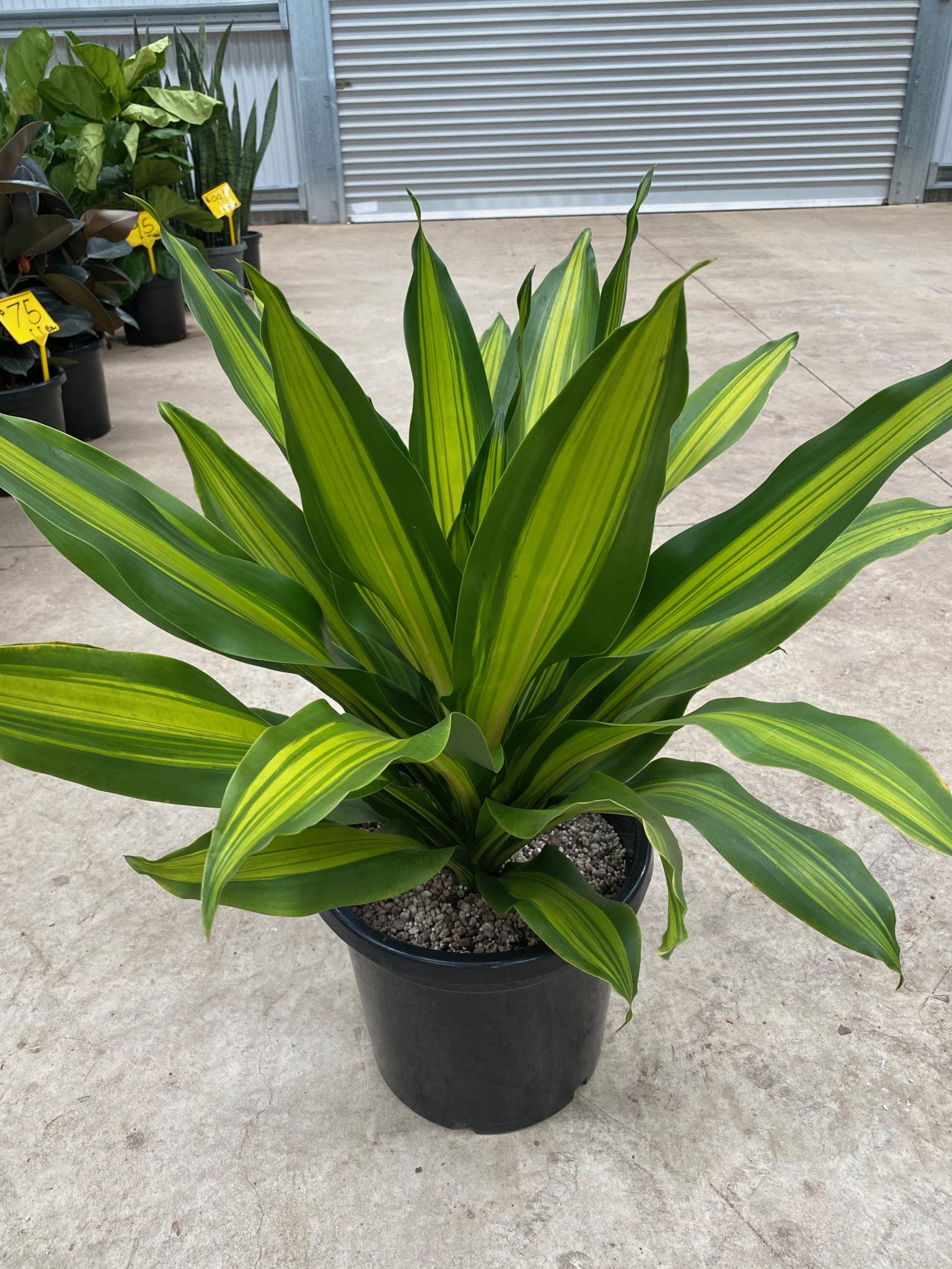 Dracaena Fragrans Golden Heart - Westlake Nursery