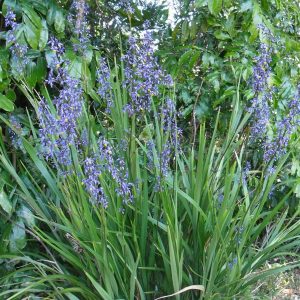 Dianella Caerulea Blue Flax Lilly Westlake Nursery