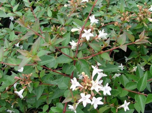 Abelia grandiflora Nana