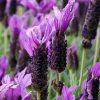lavender deep purple