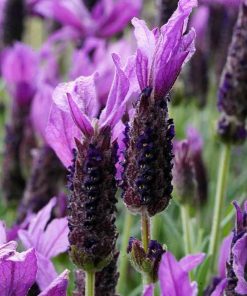 lavender deep purple